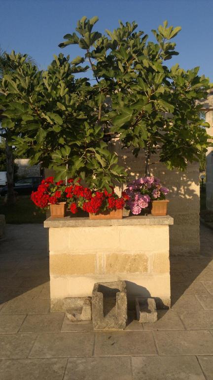 ホテル Masseria Grande トッレ・デル・オルソ エクステリア 写真